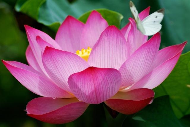 egyptian lotus flower.jpg